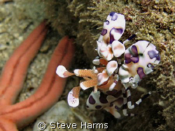 Harlequin Clown Shrimp from Playa Coco, Costa Rica.  Take... by Steve Harms 
